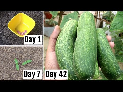 FASTEST Way to Grow Cucumbers at Home - Seeds to Harvesting [42 Days UPDATES]