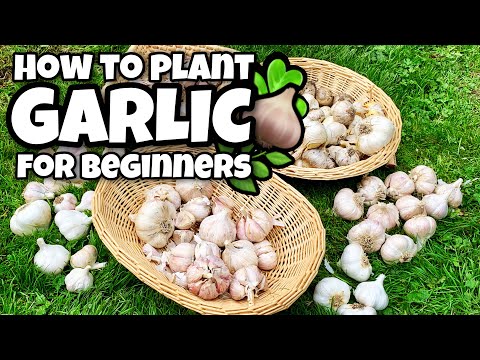 How to Grow Garlic - Beginners Guide