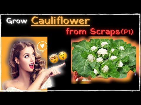 How to Regrow Cauliflower?? from stem of cut out Cauliflower ??| ?10 Days Update Coming Up Next?? (P1)