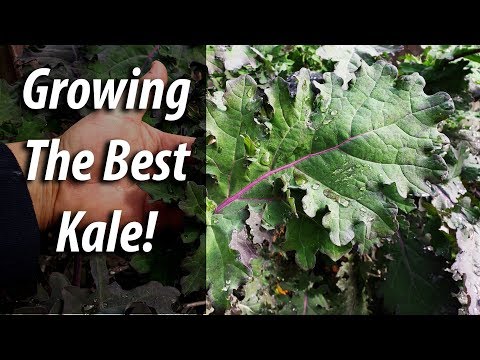 How To Grow The Best Kale - From Seed To Harvest (2019)