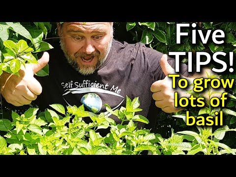 5 Tips How to Grow a Ton of Basil in One Container or Garden Bed