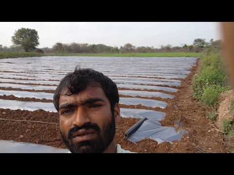 Step by step process of cultivating watermelon