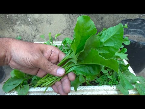 How To Grow Spinach At Home || Full Information With Updates