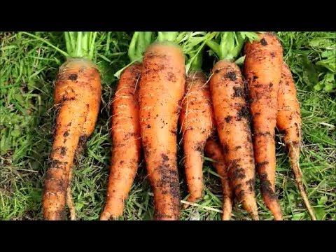 How to Grow Carrots