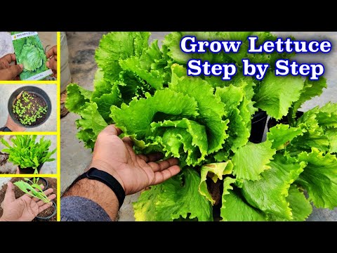 How to Grow Lettuce Ice Berg Step By Step