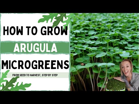 How to Grow Microgreens - Arugula - Full Walkthrough with Tips & Tricks! - On The Grow