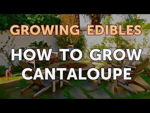 How to Grow Cantaloupe