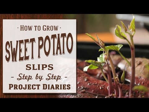 ? How to: Grow Sweet Potato Slips (A Complete Step by Step Guide)