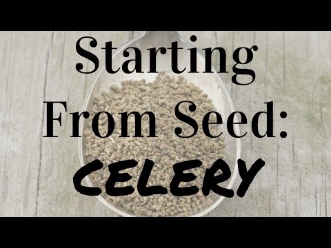 How to Start Celery From Seed