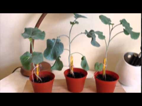 Growing Tree Collards from Seed