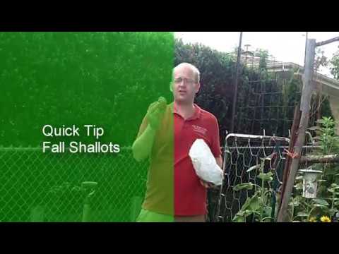 planting Fall Shallots Garden quick tip