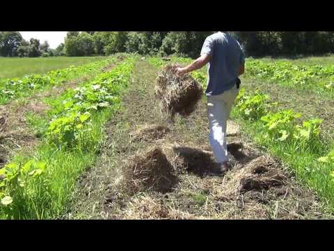 Caring for 1000 Pumpkins