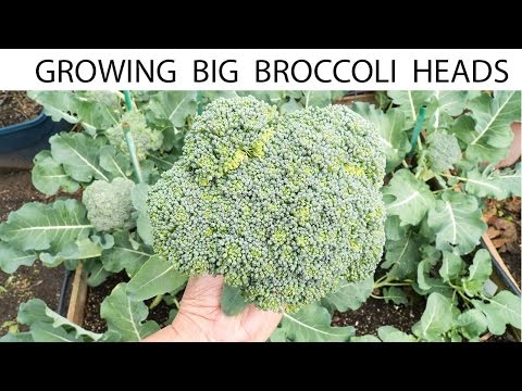 How To Grow Broccoli - Growing Gypsy Hybrid Broccoli - Big Heads!
