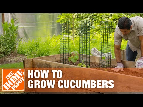 How to Grow Cucumbers | Planting Cucumbers | The Home Depot