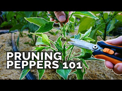 pruning pepper plants download