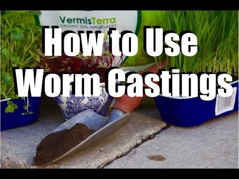 Using Worm Castings in Your Garden - What, Why, How //  Feeding Your Garden #1