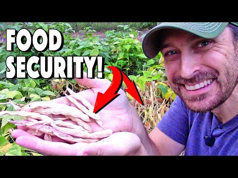 Growing Dry Beans And Tips For Harvesting Pinto Beans!