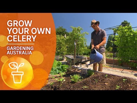 How to grow your own celery