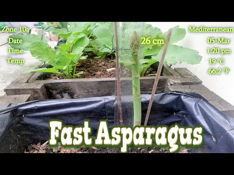 Growing Fast Asparagus Spears