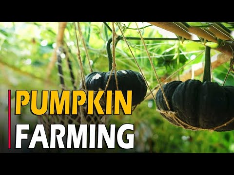 How To Grow Pumpkin | Pumpkin Farming / Pumpkin Cultivation