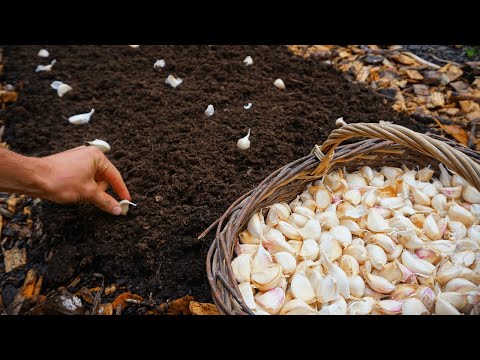 How to Plant Garlic From Start to Finish