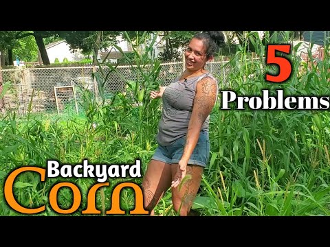 Backyard Corn Problems-5 Problems When Growing Corn In Your Backyard Plus Bonus Tip