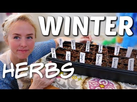 Starting The Winter Herb Garden