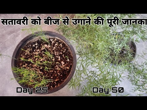 How to grow asparagus from seed || ?????? ?? ??? ?? ????? ?? ????? 60 ??? update