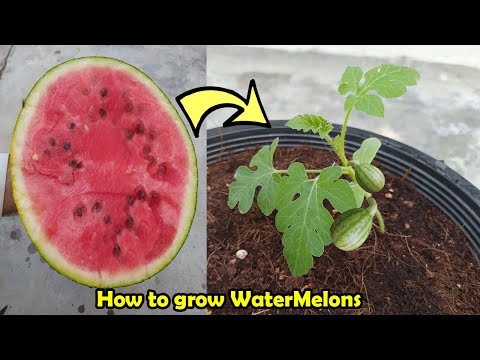 How to grow Watermelon in Pot