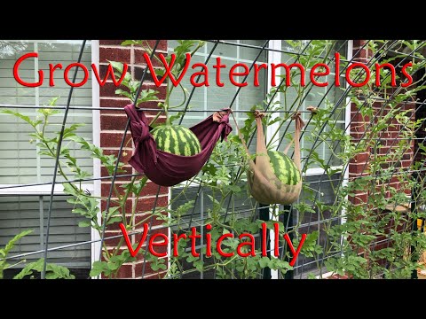 Grow Watermelon Vertically