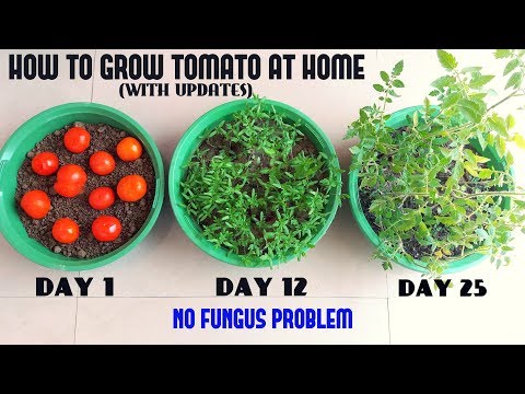 How to Grow Tomato at Home (Easiest Method Ever With Updates)