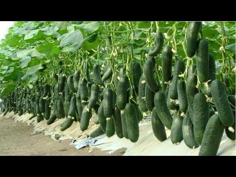 WOW! Amazing Agriculture Technology - Cucumbers