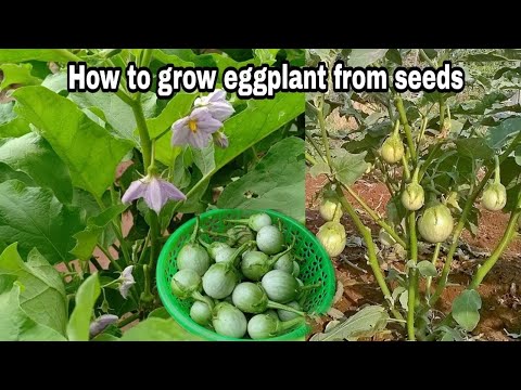 How to grow eggplant from seeds at home / Growing eggplant from seeds till harvest by NY SOKHOM