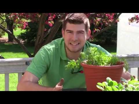 How to Grow Carrots in Containers - Complete Growing Guide