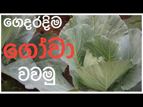 let's grow cabbage in your home garden