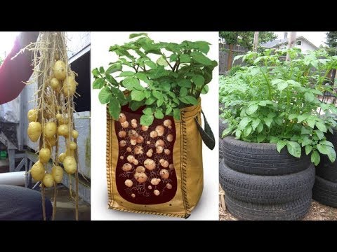 8 Ways to Grow Tons of Potatoes No Matter Where You Live