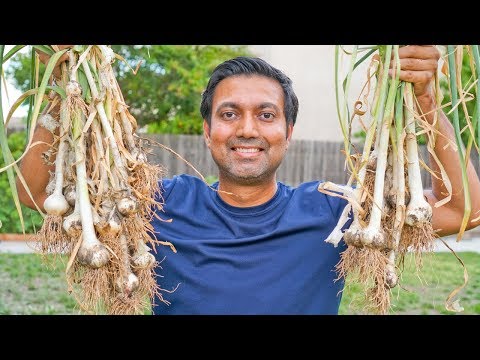 How to Grow Lots of Garlic | Complete Guide from Planting to Harvest