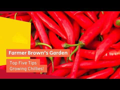 Top five tips for growing Chilli Peppers in the UK