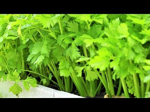 How to transplant and care celery, one of the best vegetable to grow