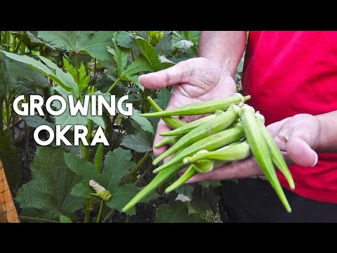 Growing Okra in Raised Beds (Gumbo, Lady's Finger)