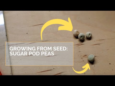 Starting Sugar Pod Peas from Seed