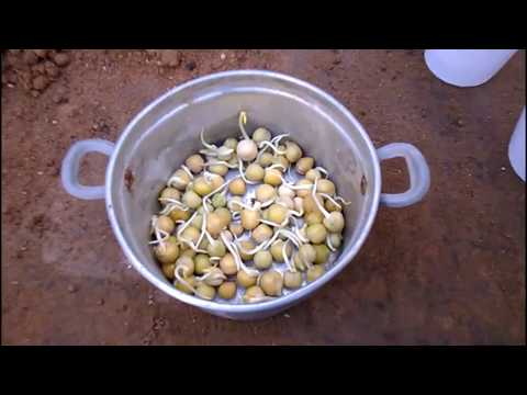 HOW TO GROW PEAS INDOORS