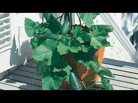 Growing Cucumbers in a Container
