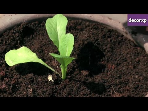 How To Grow Bok Choy At Home?