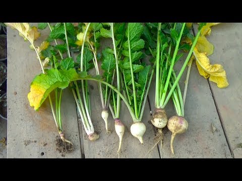 How to Grow Turnip From Seeds Part-2 (Urdu/hindi) 2017