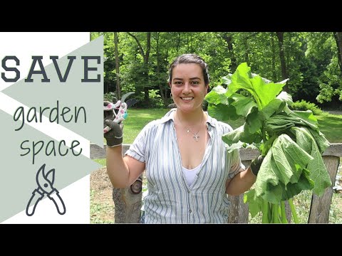 VERTICAL GARDENING SMALL SPACE | growing zucchini vertically | Save garden space!