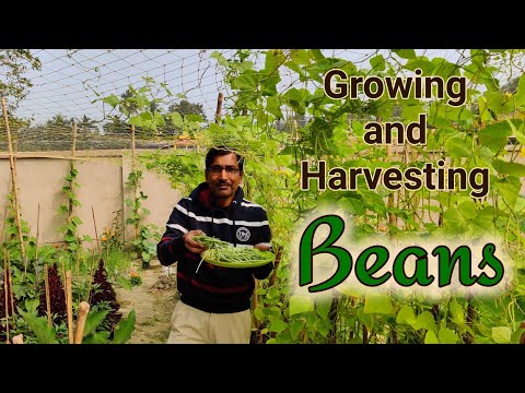 How to Grow Beans - Growing Step by Step