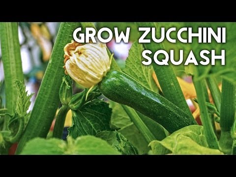 Growing Zucchini Squash - Advice, Tips, Harvest & Recipe