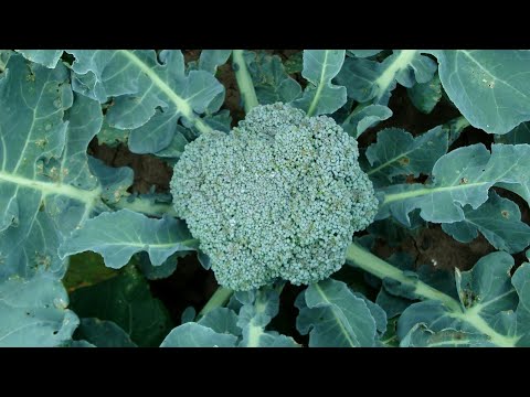 how to grow broccoli from seed in india ( with update )