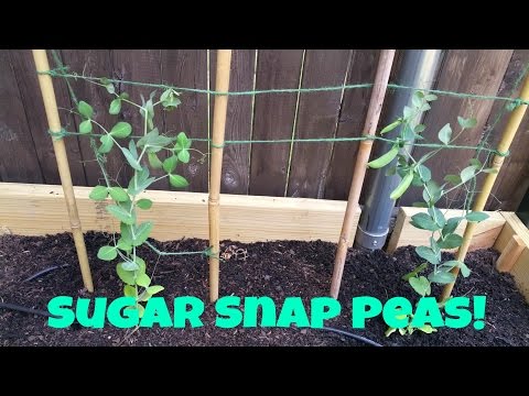 Growing Sugar Snap Peas